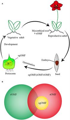 Orchid Reintroduction Based on Seed Germination-Promoting Mycorrhizal Fungi Derived From Protocorms or Seedlings